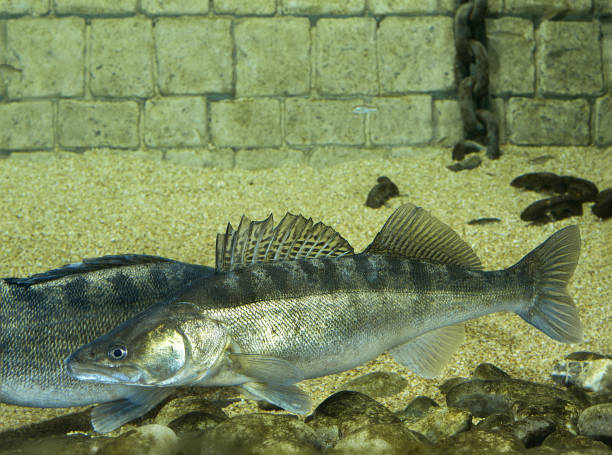 Food Image
